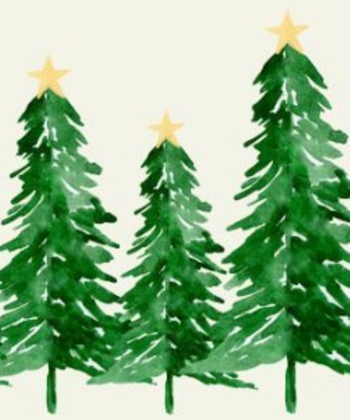 Nordmann Fir Christmas Trees For Sale ~ Last chance to Order!