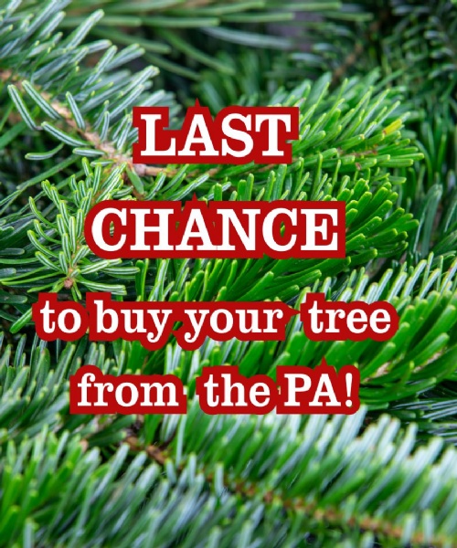 Discounted Nordmann Fir Christmas Trees for sale